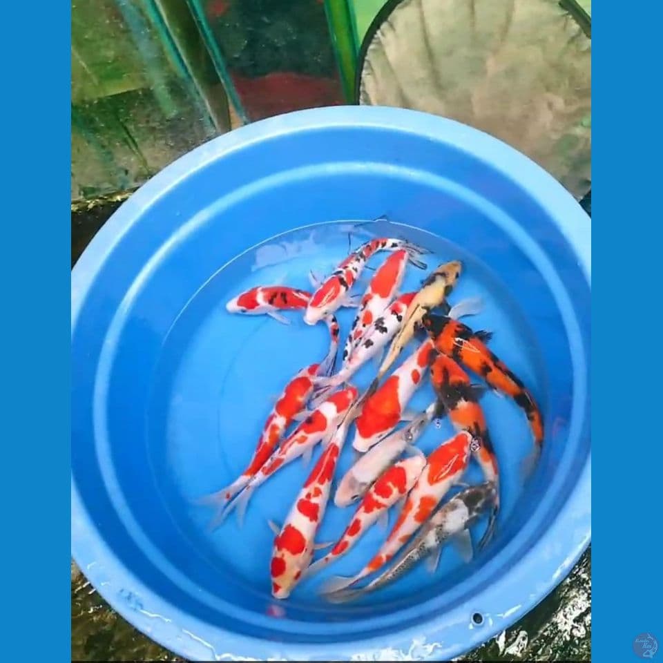 ikan koi mix