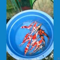 ikan koi mix