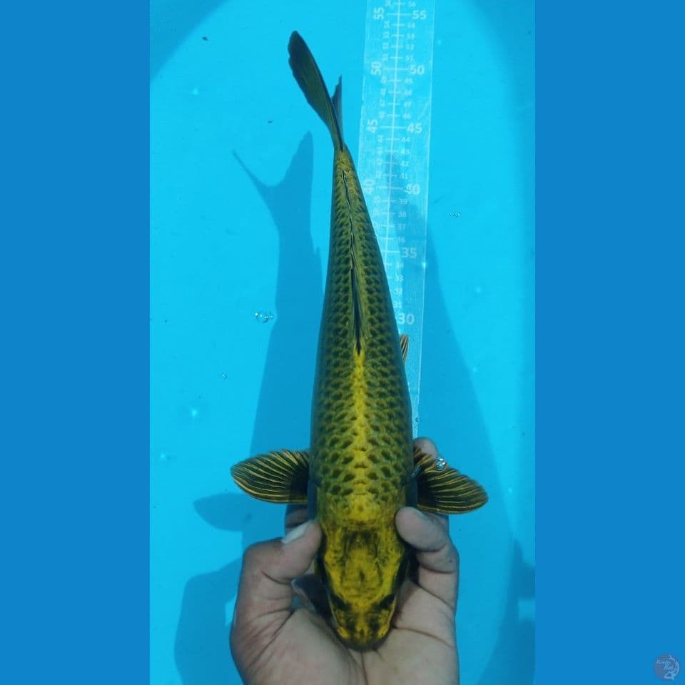 MUKASI IJO 37CM
