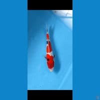 showa 23 cm maale 