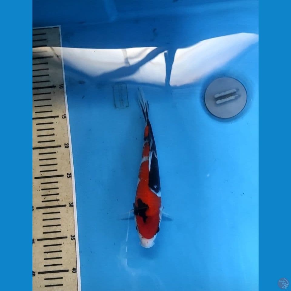 showa 25 cm
