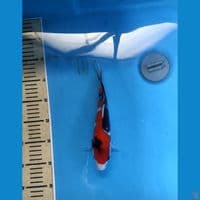 showa 25 cm 