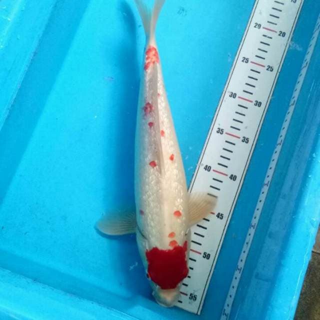 39cm- Gindrin Tancho Kokahu Kanoko (Ori) 