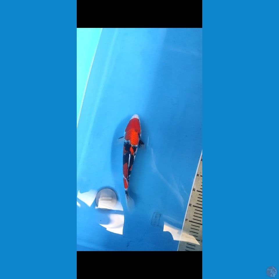 showa male 30 cm