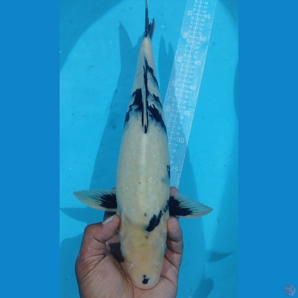 SIRO 45CM