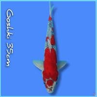 Goshiki 35cm
