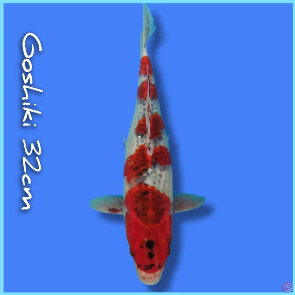 Goshiki 32cm