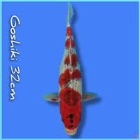 Goshiki 32cm