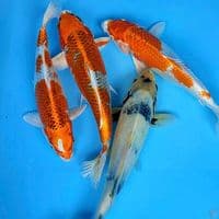 kojaku, shiro25-30cm