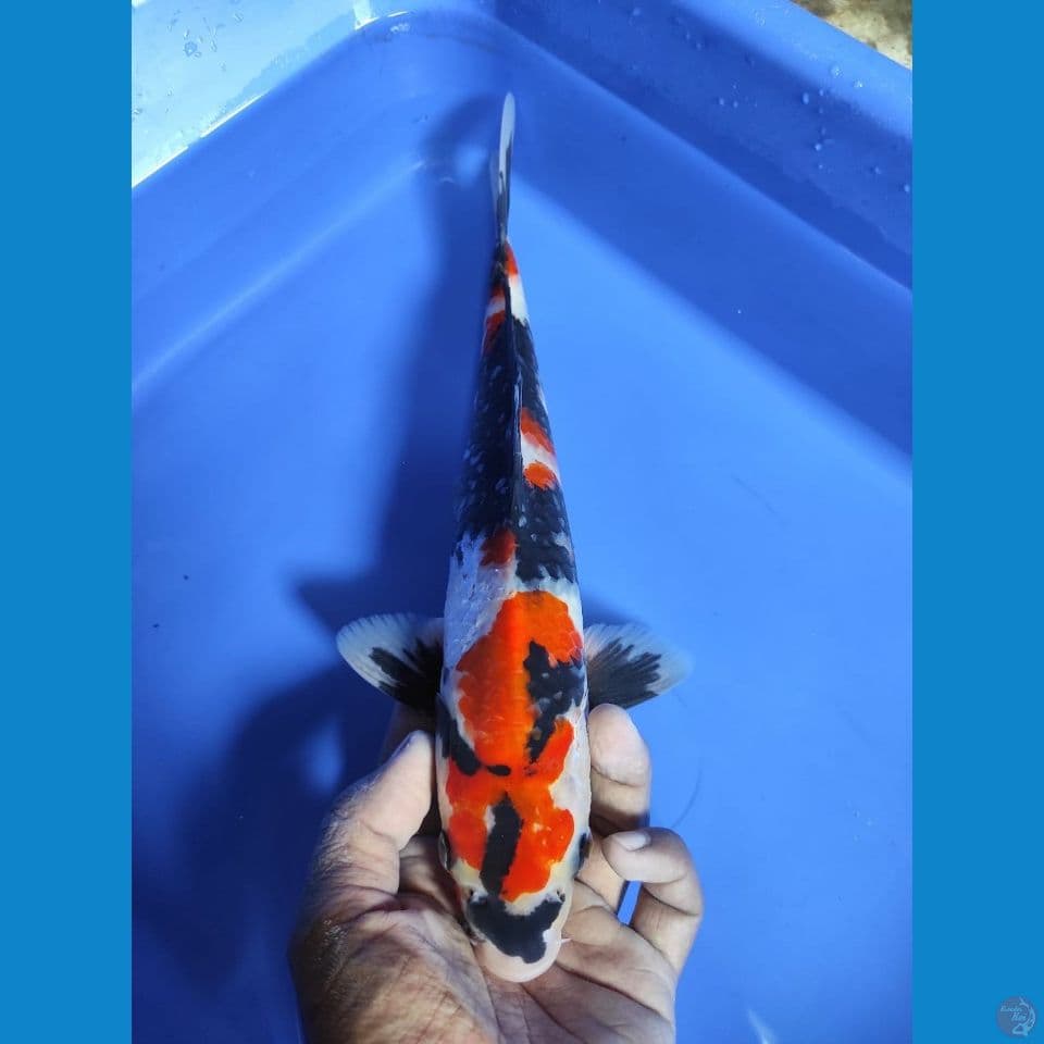 SHOWA 28CM ~ MALE