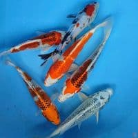 kujaku, showa20-23cm