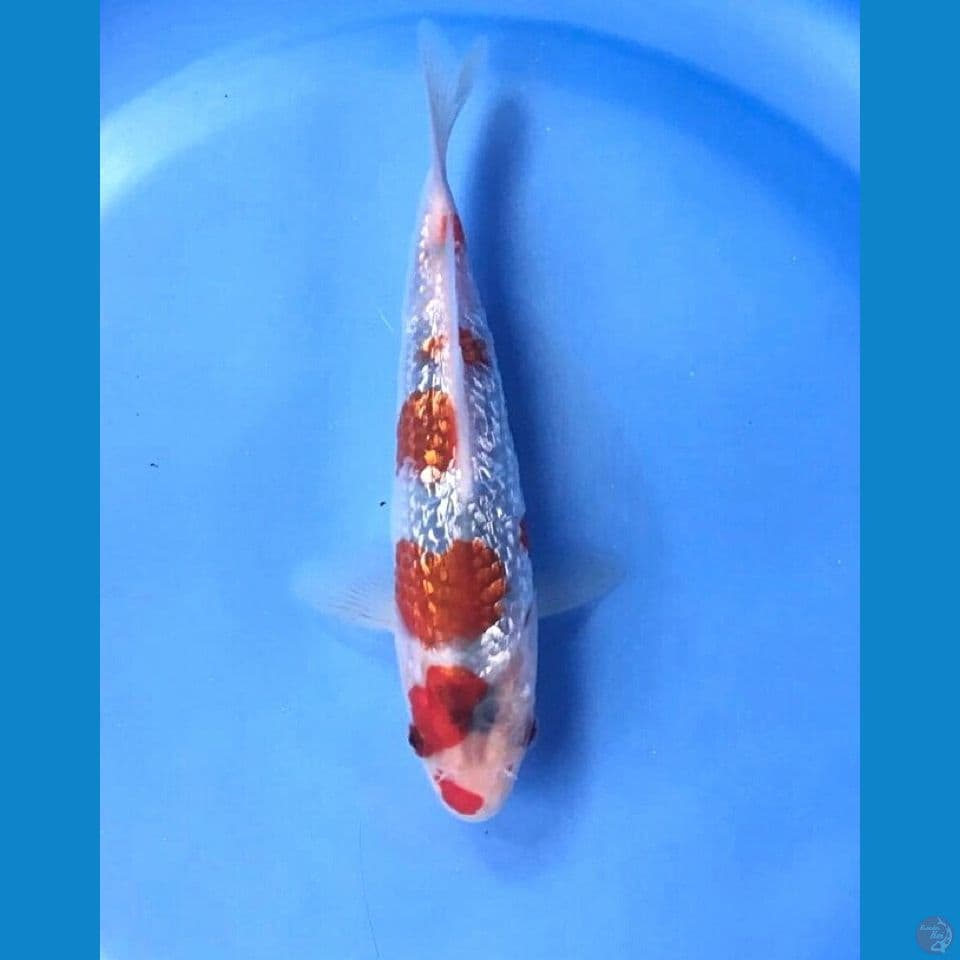 goromo ginrin 15cm