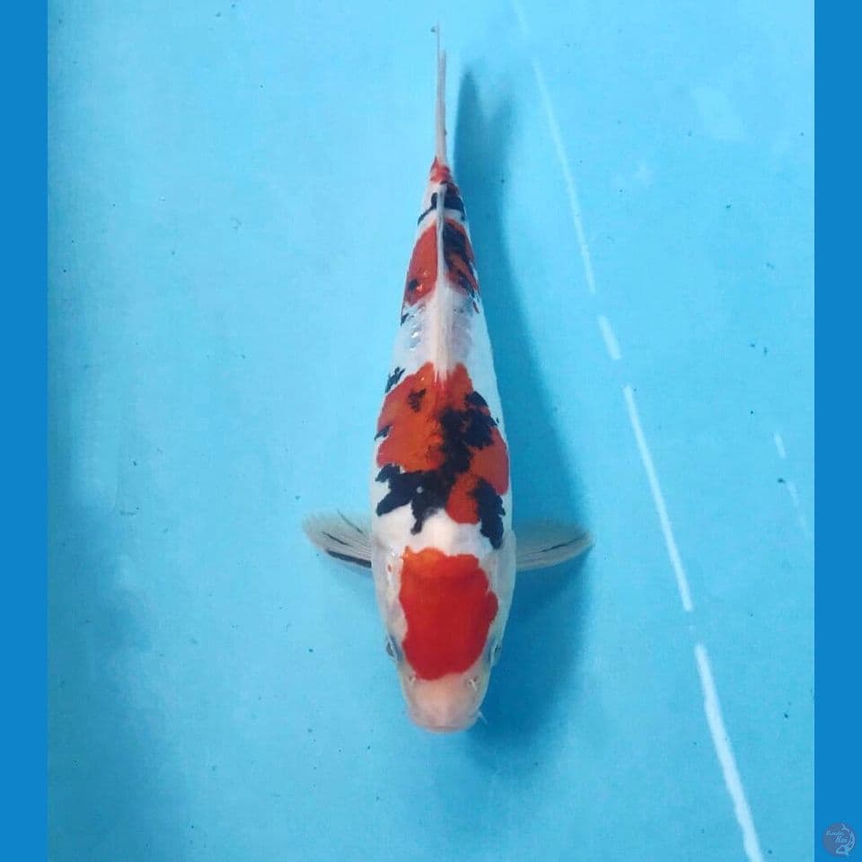 sanke doitsu 24cm