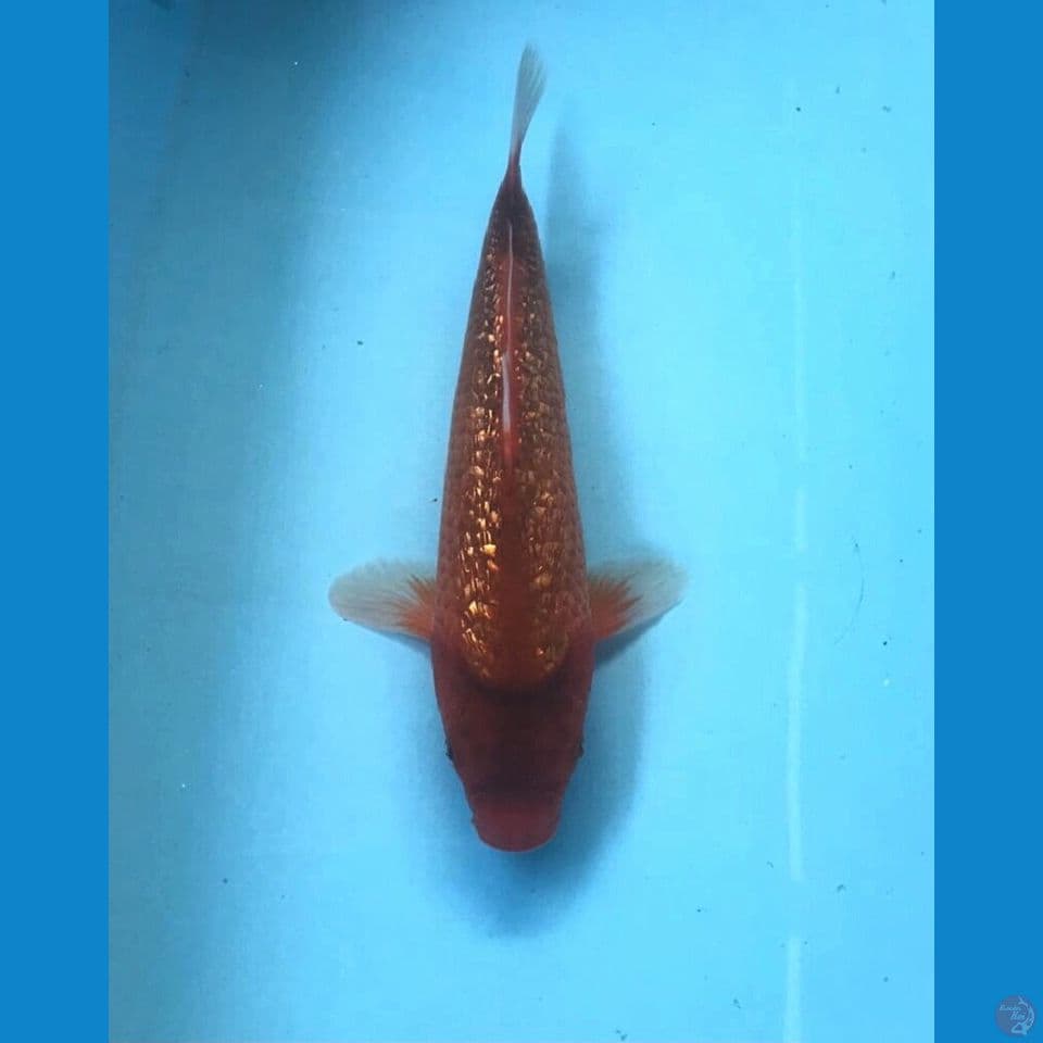 caramel ginrin 20cm