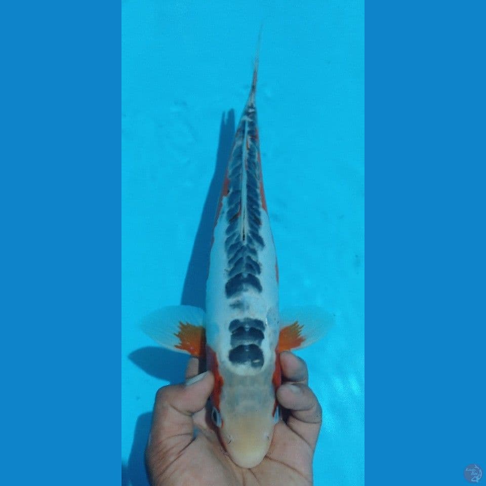 SUSUI 40CM