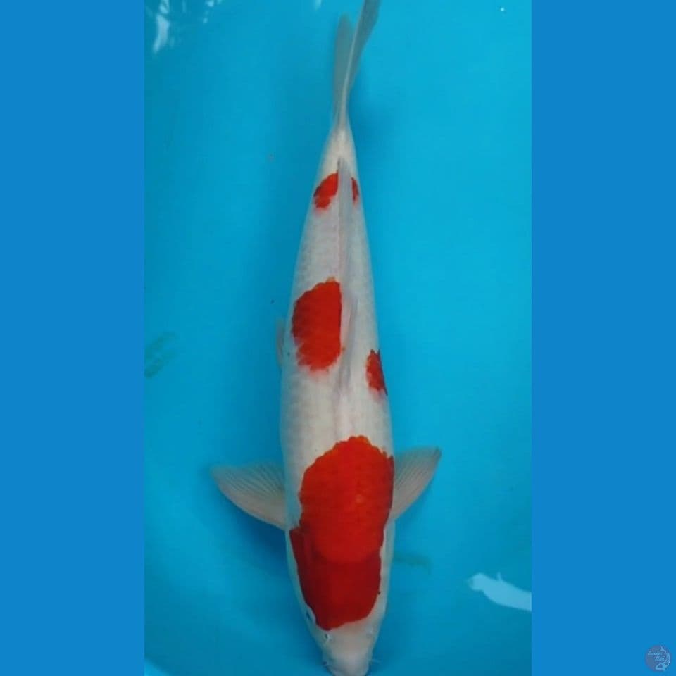 KOHAKU 50CM