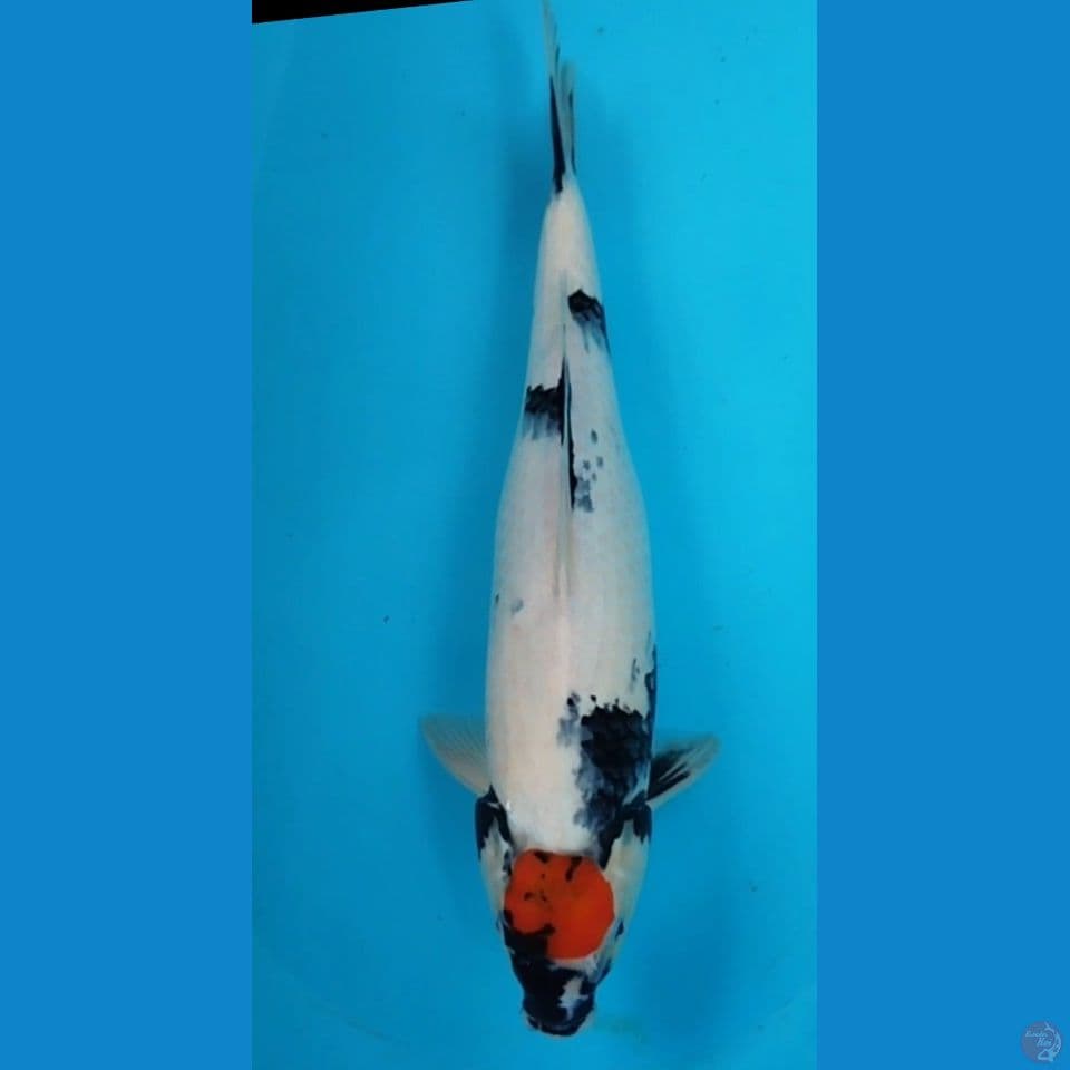 TANCO SHOWA 48CM