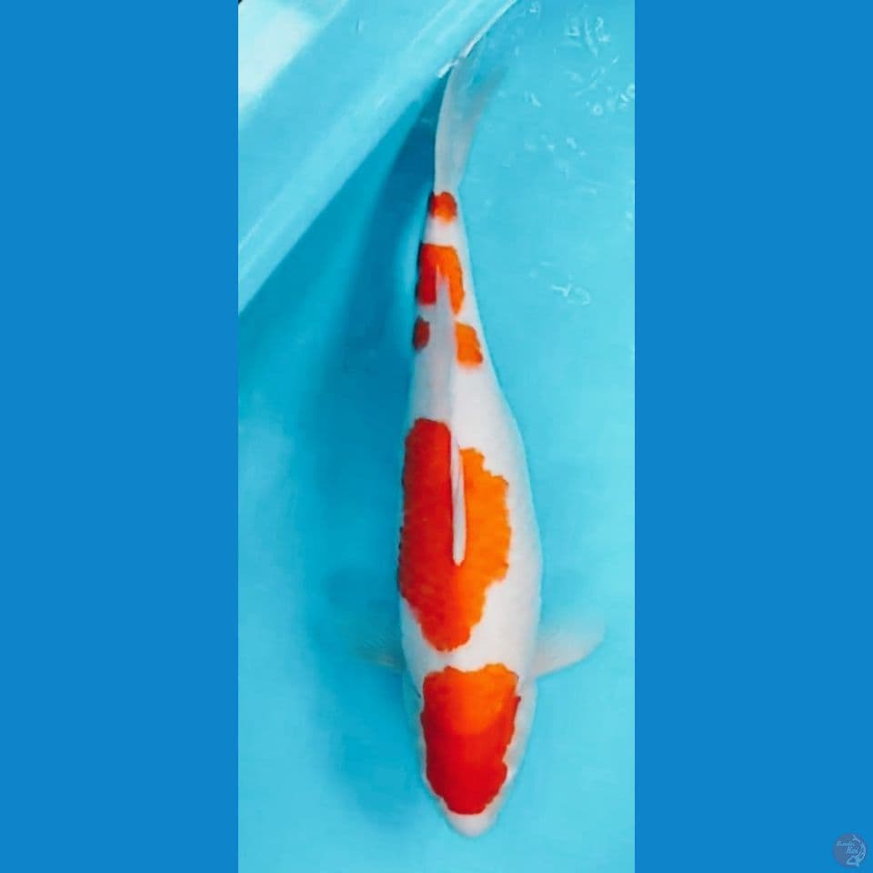KOHAKU 50CM