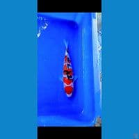 maruten sanke 5 step 20 cm cut kering