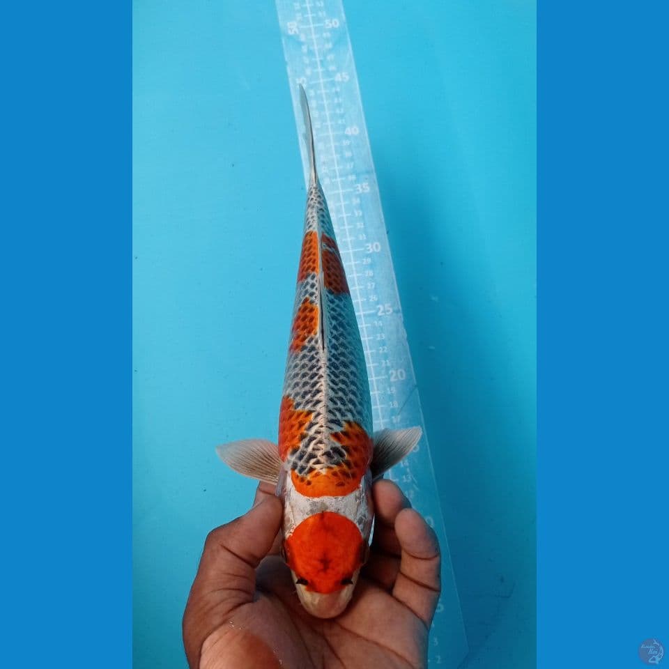 MARUTEN KUJAKU 32CM