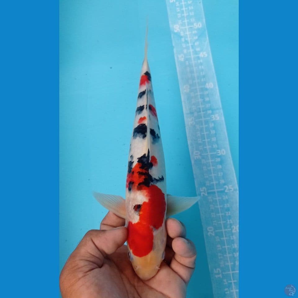 SANKE 30CM