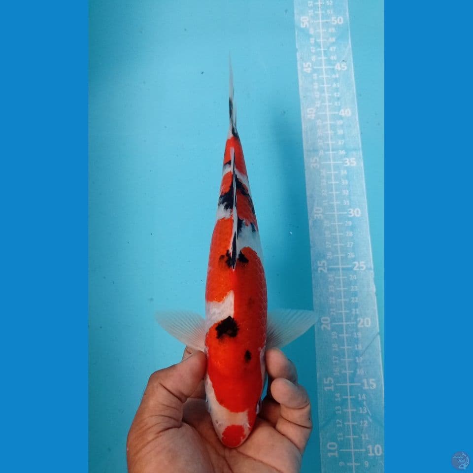INAZUMA 30CM