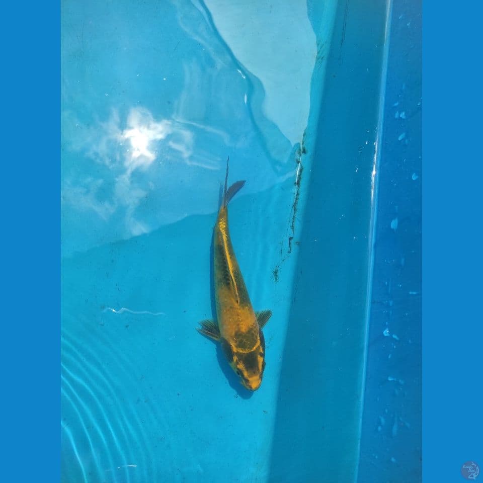 YELLOW UTSURY 4