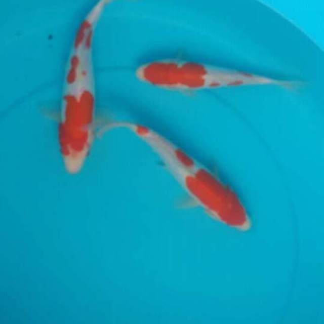 Mix kohaku doits 3 ekor