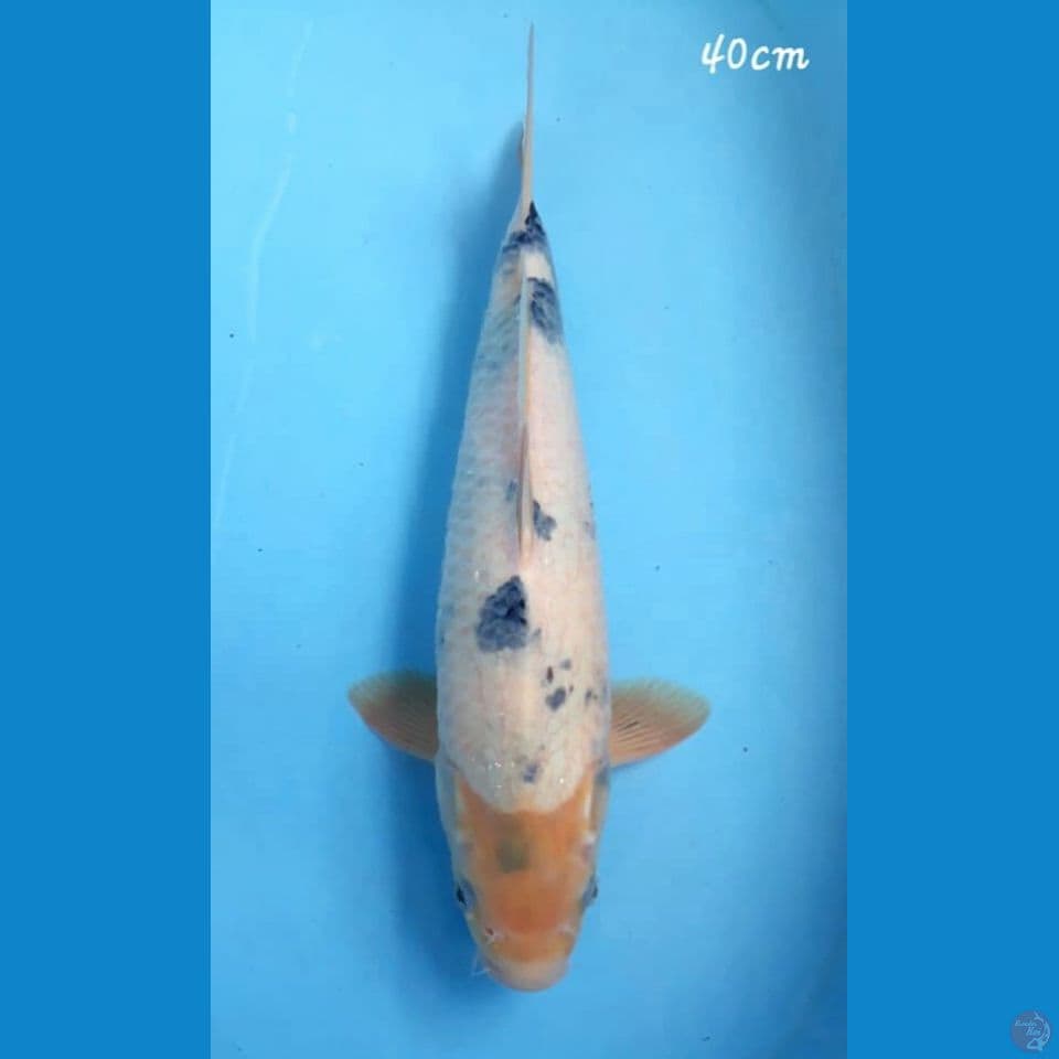 Shiro 40cm
