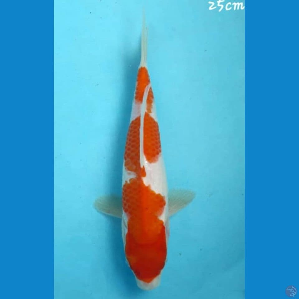 Kohaku 25cm