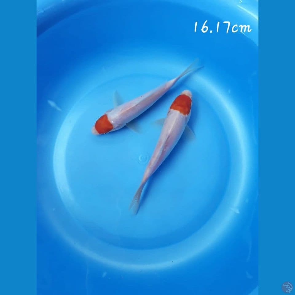 mix Tc kohaku 16.17cm