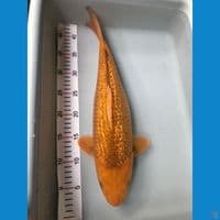 karamel bulky 40bu