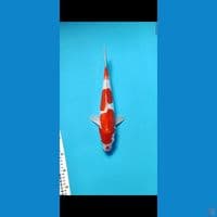 MALE KOHAKU DOITSU 30CM UP