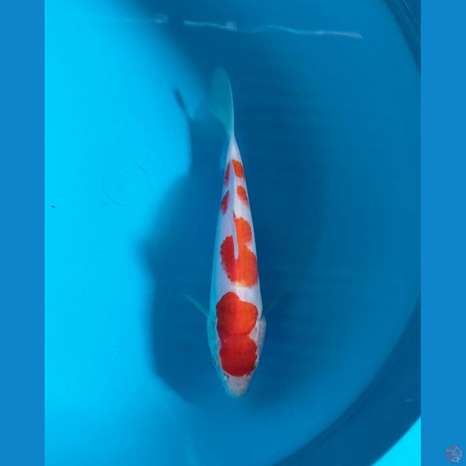 kohaku 18 cm sq