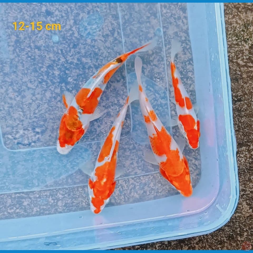 minion kohaku doitsu 12-15cm