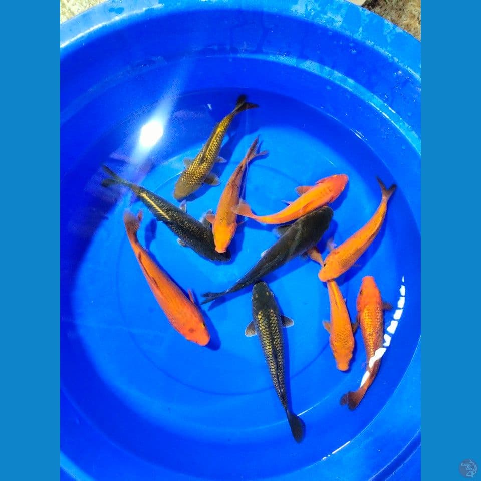 mix koi 22-24cm