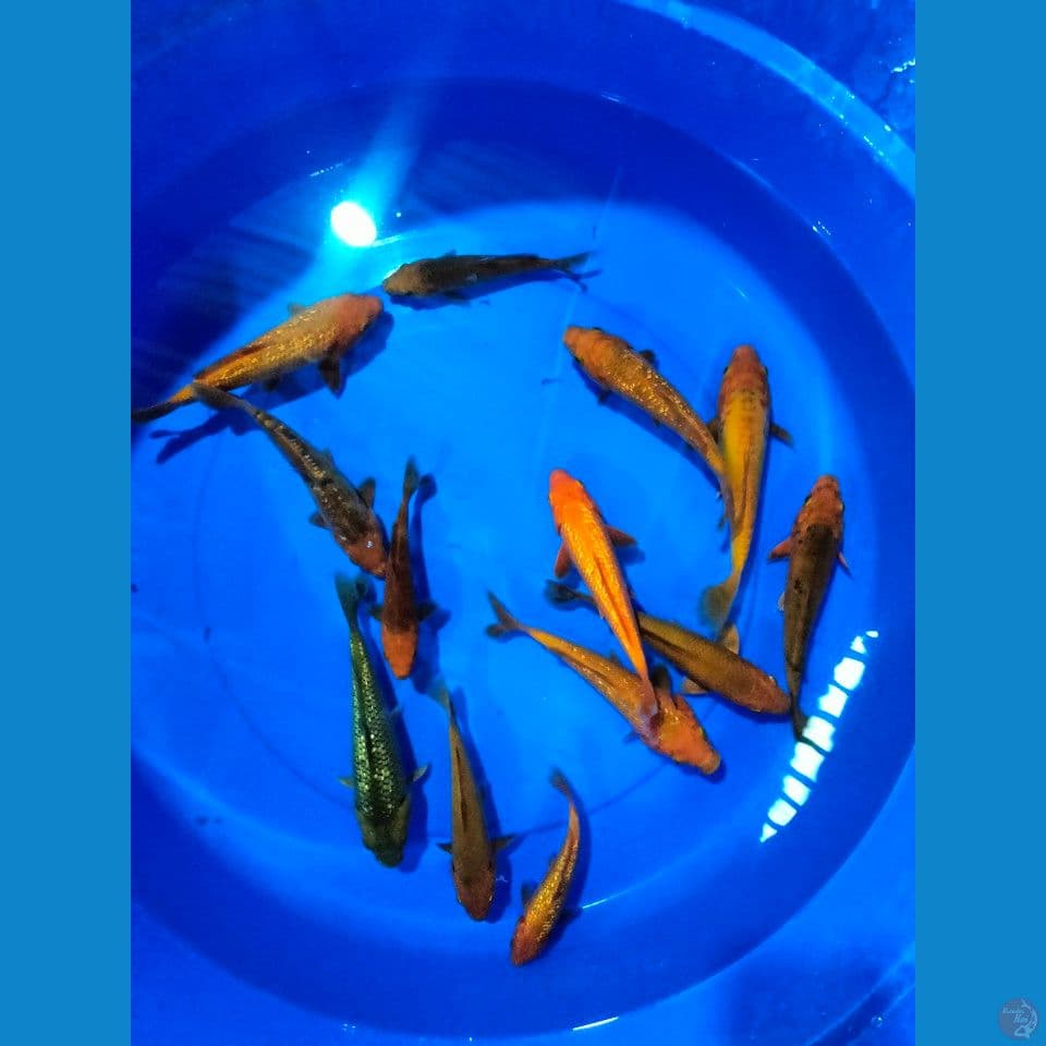 mix koi 12-18cm
