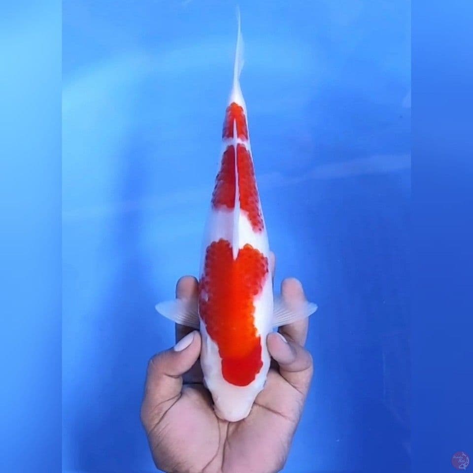 KOHAKU ISTIMEWA # 29CM - F