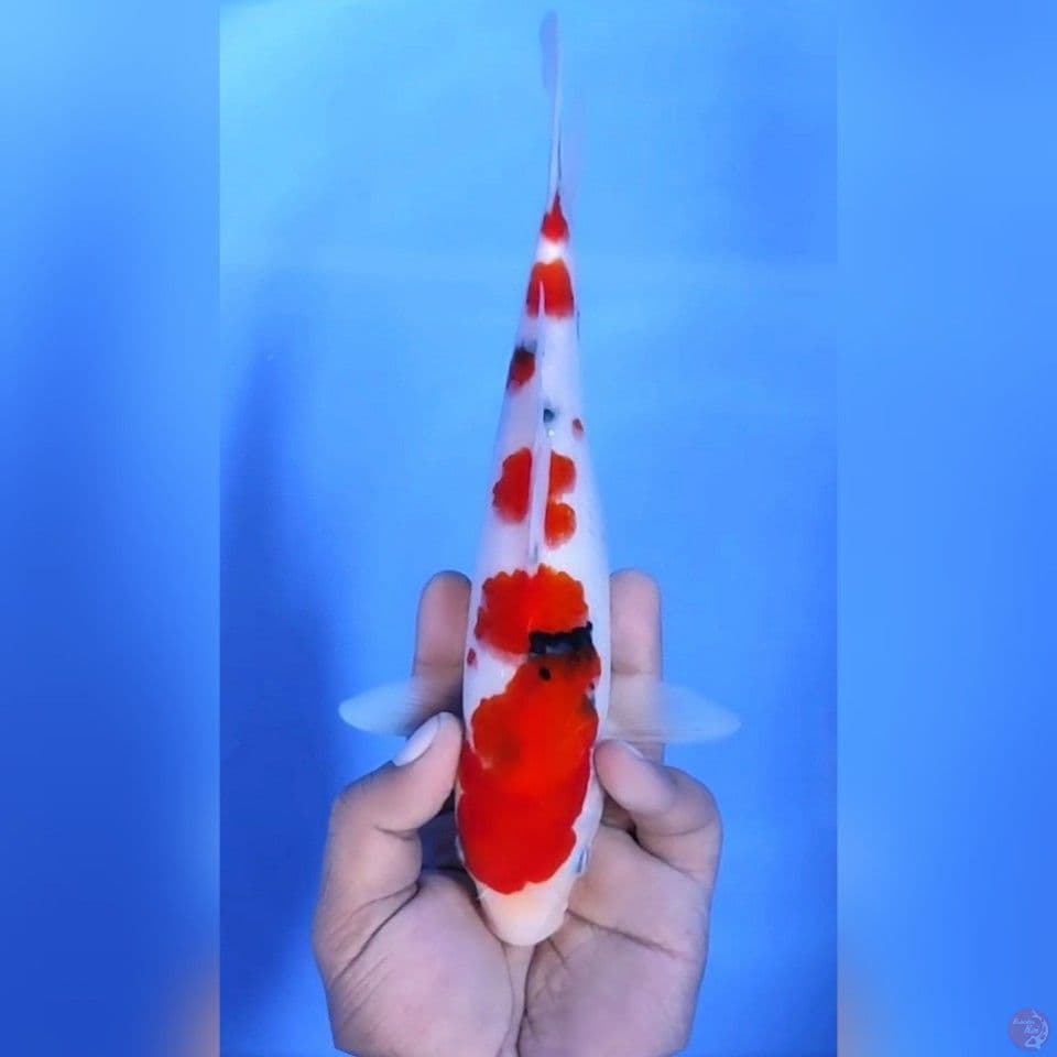 SANKE # 25CM -F