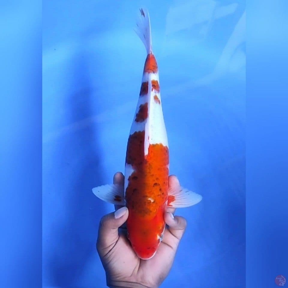 AI GOROMO # 36CM - M