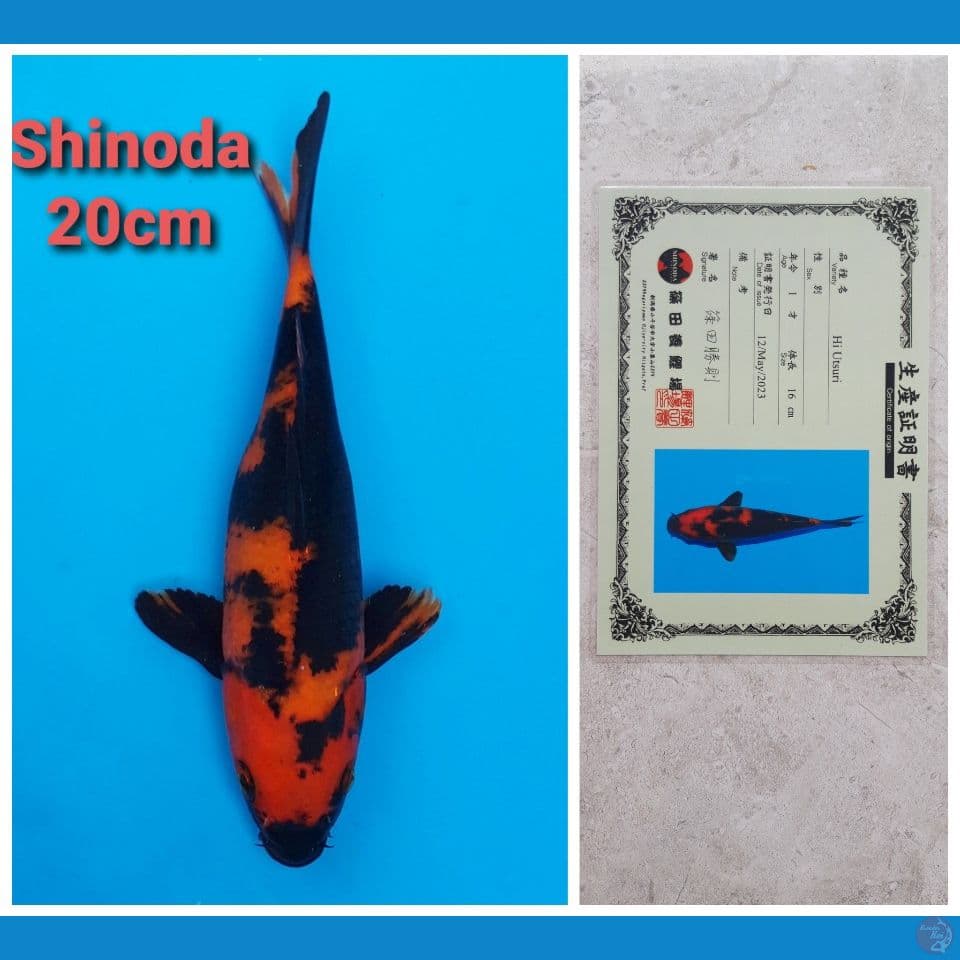 SHINODA HIUTSURI 20CM SERTI