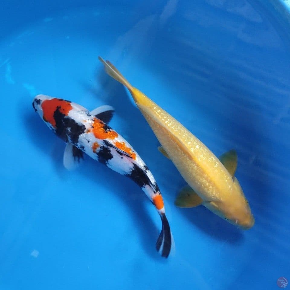  showa ginrin dan karasi mata merah ginrin