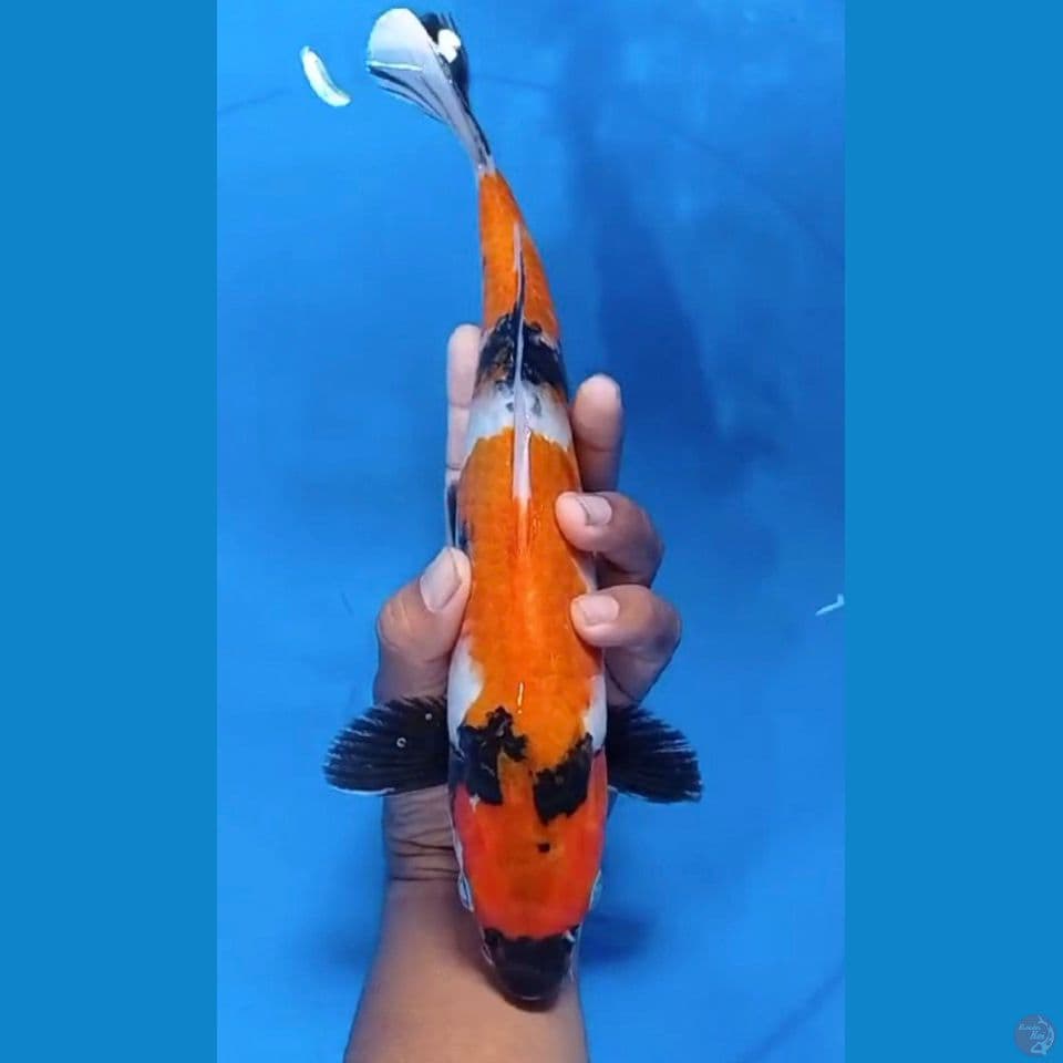 showa 33cm