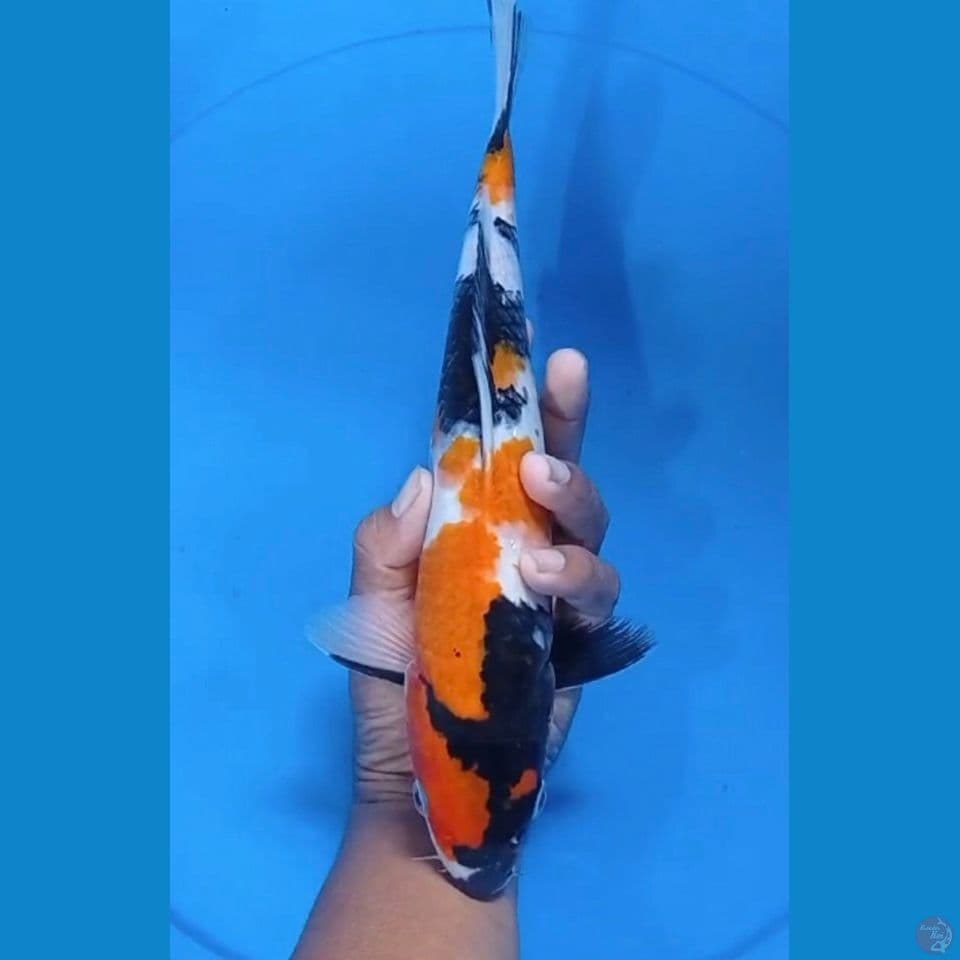showa 31cm