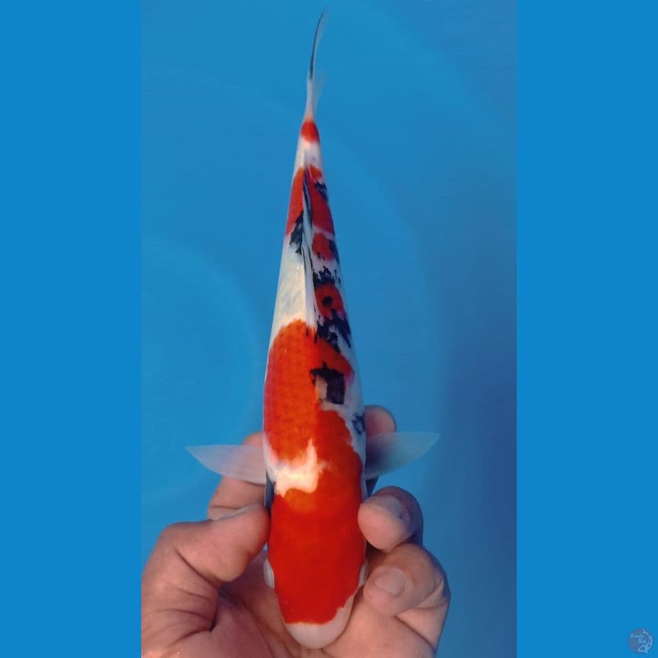 INAZUMA SANKE 27CM
