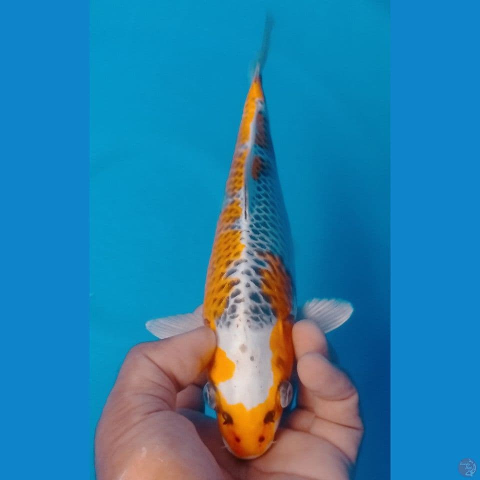 KIRIN KUJAKU 30CM