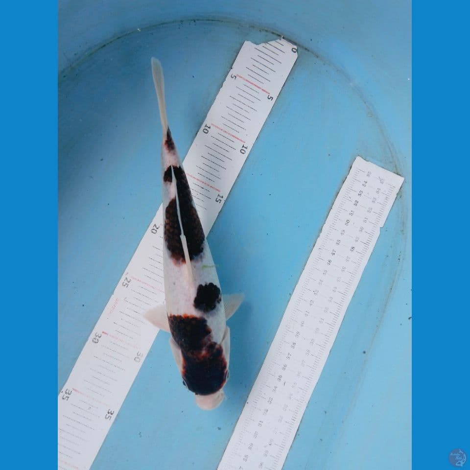 bodo 27cm