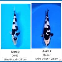 Show Quality Shiro 