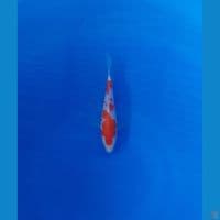 Kohaku Halus