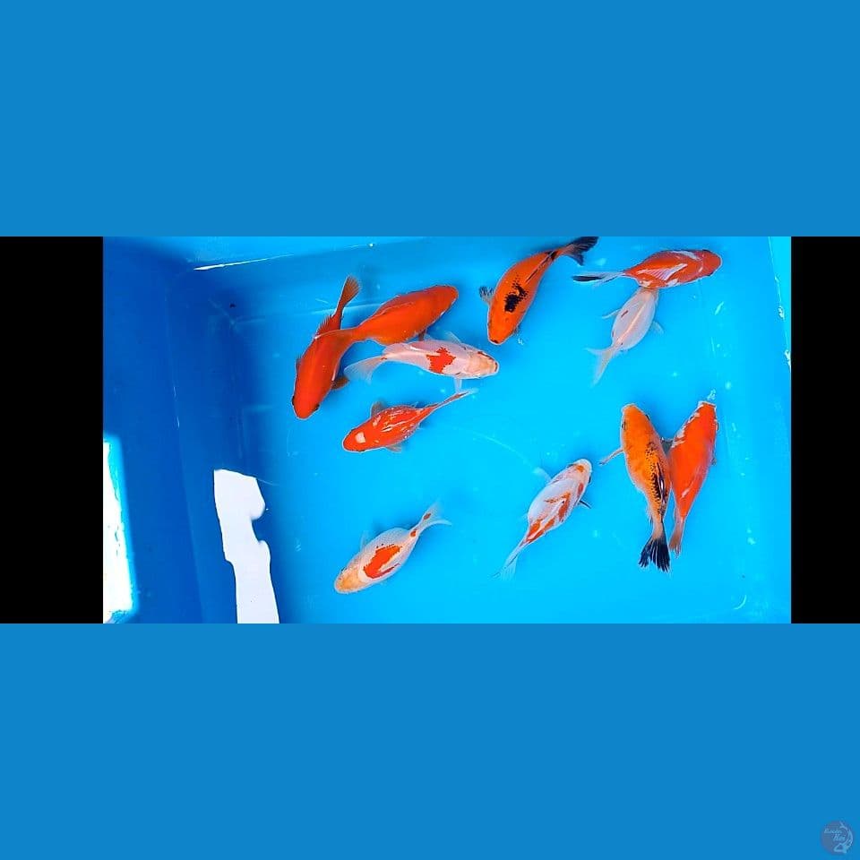tamasaba short tail 10 12 cm 11 ekor